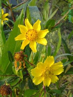Nargil_Guizotia abyssinica